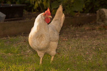 Hen on field outside in the country