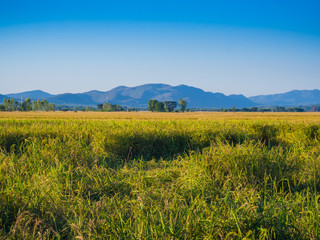 Beautifful rice fields with mountain background