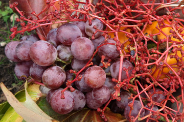 Organic fruit in basket in autumn Fresh grapes, in nature