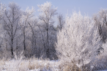 winter landscape