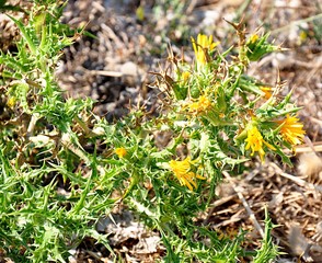 yellow flowered thistle