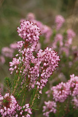 Obraz premium cespuglio di Erica multiflora in fioritura