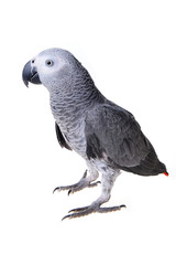  african gray parrot