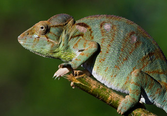 Chameleon sitting on a branch. Madagascar. An excellent illustration. Close-up.