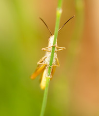grasshopper in nature. close