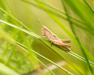 grasshopper in nature. close