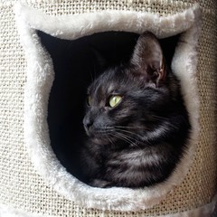 Kot w domku dla kota w kształcie głowy kota