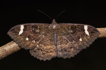 Fototapeta premium Erebus hieroglyphica moth