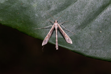 Moth on green leaf