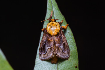 Miresa moth on green leaf