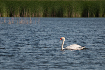graceful swan on a sunny day at the lake