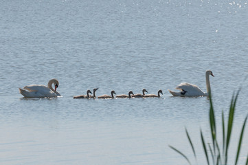 cute swan family with small chicks