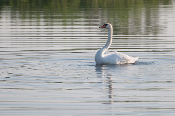 summer swan reflection on the lake's surface