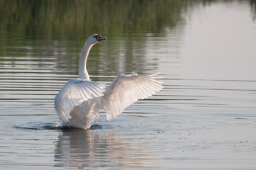bandmaster elegant swan enjoying water