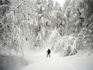 Ski touring into a snowy forest landscape, skier, 