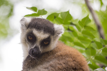 Fototapeta na wymiar Bright big eyes on a cute brown ring tailed lemur portrait in a Madagascar wildlife reserve.