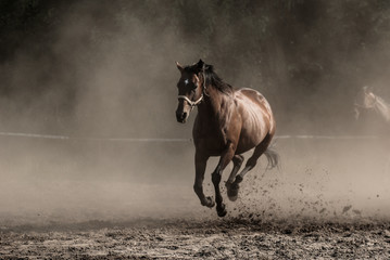 Galloping noble brown horse among the clouds of dust 