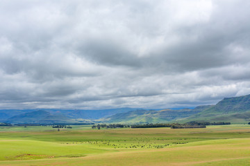 Cattle as dots in the distance