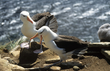 Albatros à sourcils noirs, Diomedea melanophris, parades, Iles Falkland