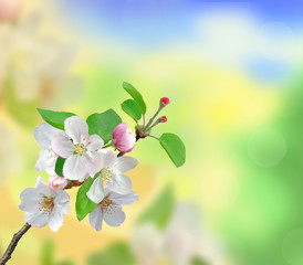 Closeup of Apple blossoms over nature background