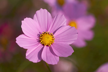 Obraz premium nice flowers