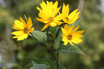 Sonnenblumen im Wind