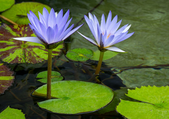 Two Pastel Purple Water Lilies.