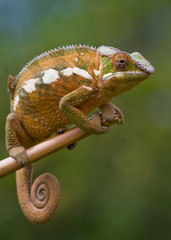 Chameleon sitting on a branch. Madagascar. An excellent illustration. Close-up.