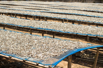 Fish dry in fisherman village, Thailand