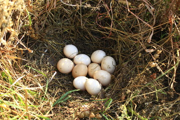 Naklejka na ściany i meble Nest of the hen with ten eggs