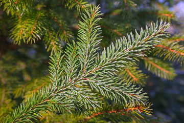 Fir branches covered with frost.
