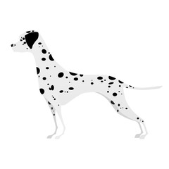 Young Dalmatian, standing in profile of white background