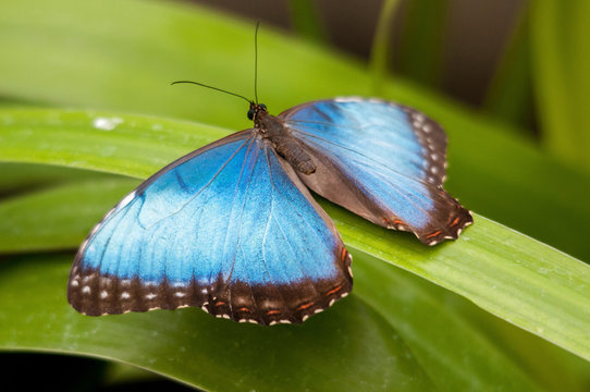 Big Butterfly Blue Morpho, Morpho peleides,  Costa Rica