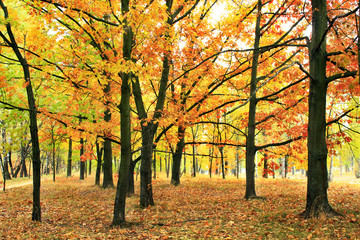 Fototapeta na wymiar autumn park with oaks and maples in yellow trees