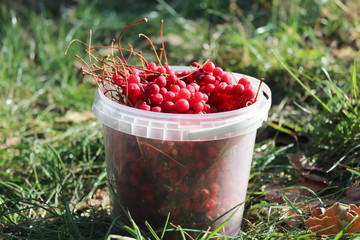 bucket full of ripe schizandra
