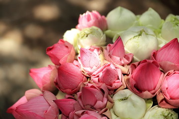pink flowers-phnom penh