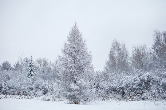 winter snowy forest