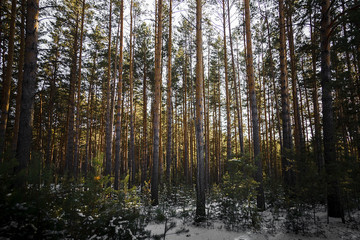 Obraz premium Sunset in the wood between the trees strains in winter.