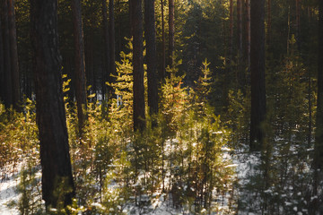 Fototapeta premium Snow fir tree branches under snowfall