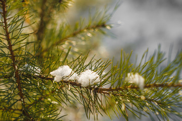 Snow fir tree branches under snowfall