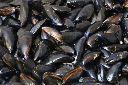 Mussel