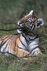 Siberian Tiger Cub(Panthera Tigris Altaica)/Siberian Tiger Cub chewing stick in dark forest