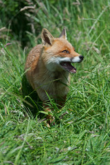 Red Fox (Vulpes Vulpes)/Red Fox in deep green grass