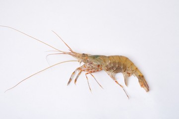 prawn Shrimp