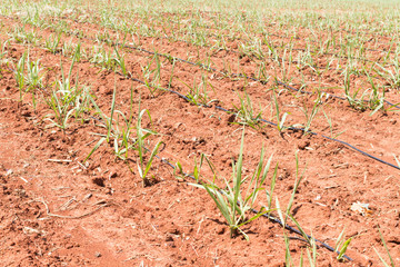  Sugarcane field