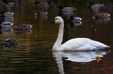 Tundra Swan