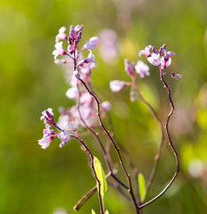 Beautiful little flowers in nature