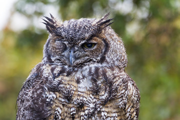 Great Horned Owl
