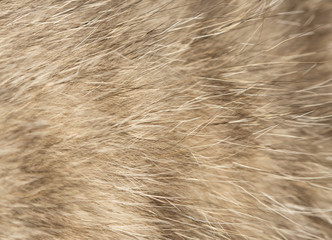 cat fur as background
