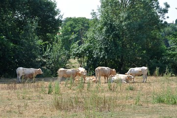 Obraz premium Cows in meadows